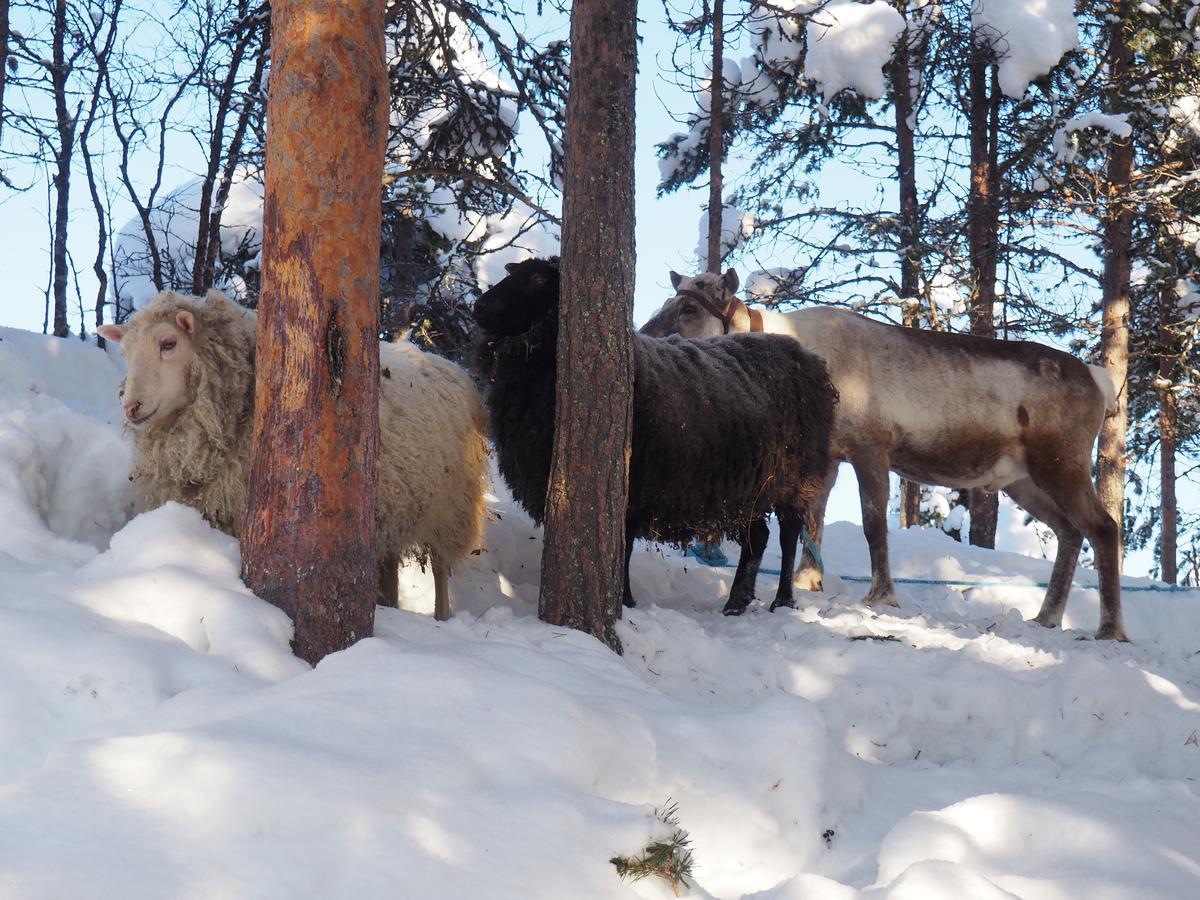 Kelotin Rantamajat Hotel Leppäjärvi Bagian luar foto
